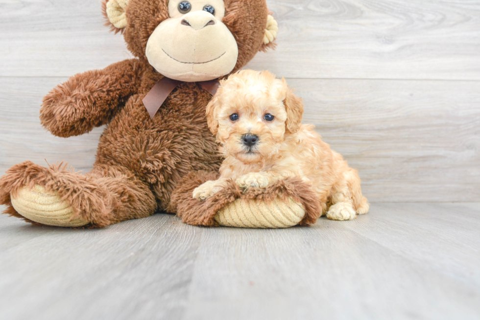 Poodle Puppy for Adoption
