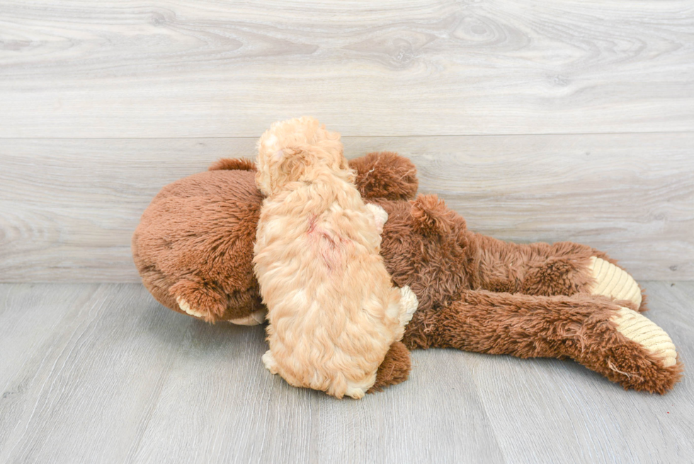 Poodle Puppy for Adoption