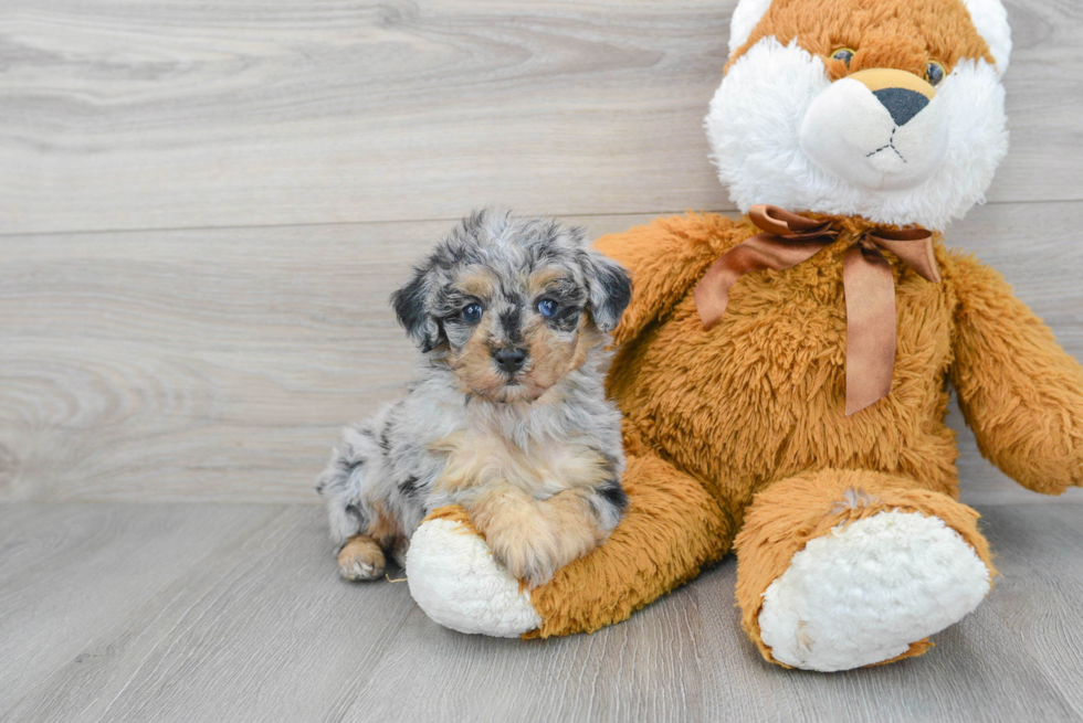 Adorable Pudle Purebred Puppy