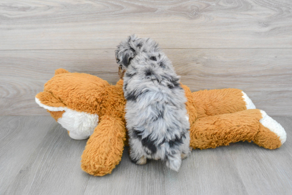 Friendly Poodle Purebred Pup