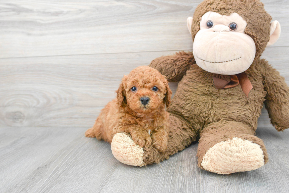 Smart Pudle Purebred Puppy