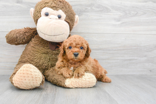 Playful Poodle Baby