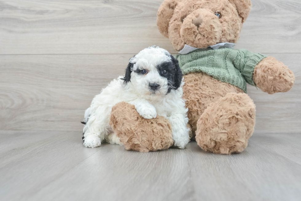 Poodle Puppy for Adoption