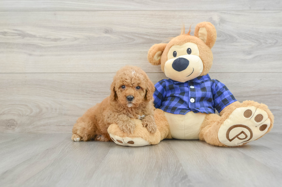 5 week old Poodle Puppy For Sale - Premier Pups