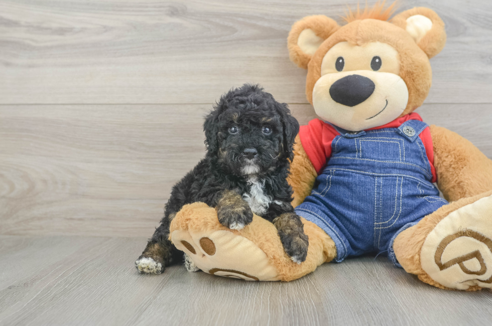 5 week old Poodle Puppy For Sale - Premier Pups