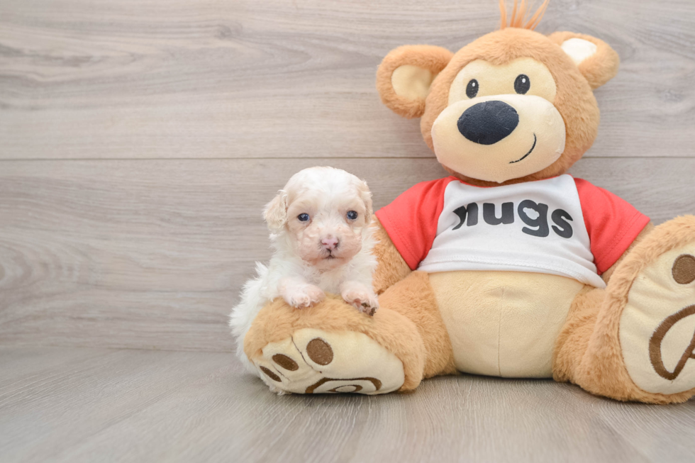 Adorable Pooodle Purebred Puppy