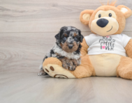 5 week old Poodle Puppy For Sale - Premier Pups