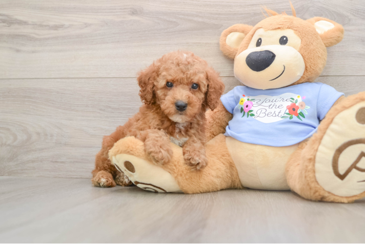 Energetic Pooodle Purebred Puppy