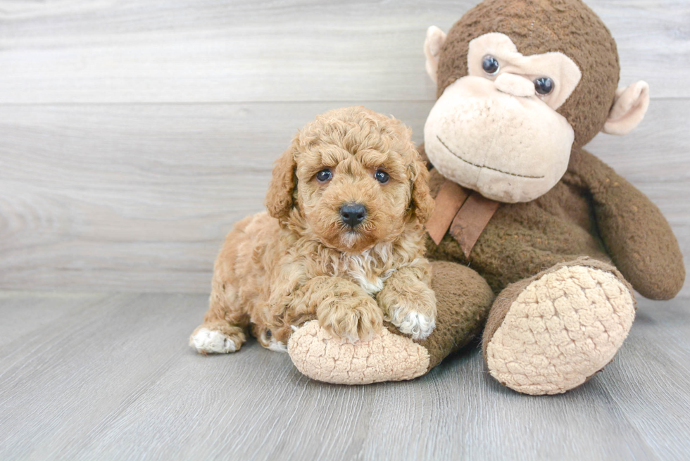 Happy Pudle Purebred Puppy