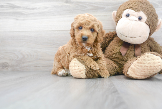 Poodle Pup Being Cute