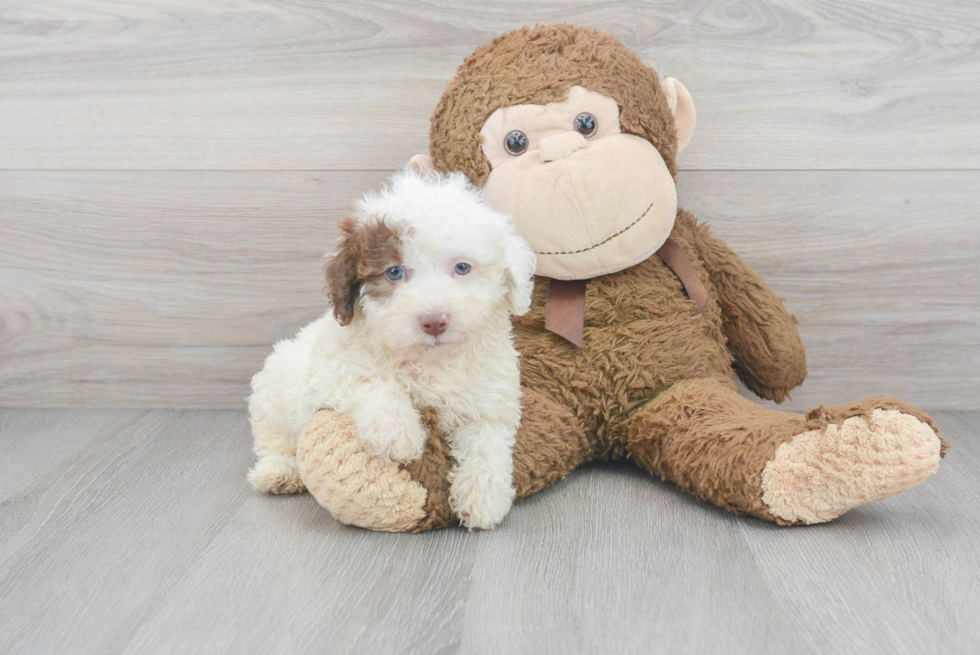 Poodle Pup Being Cute