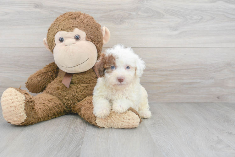 Energetic Pudle Purebred Puppy