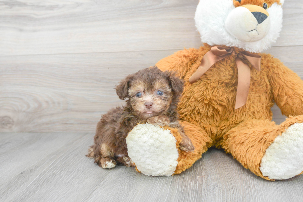 Funny Poodle Baby