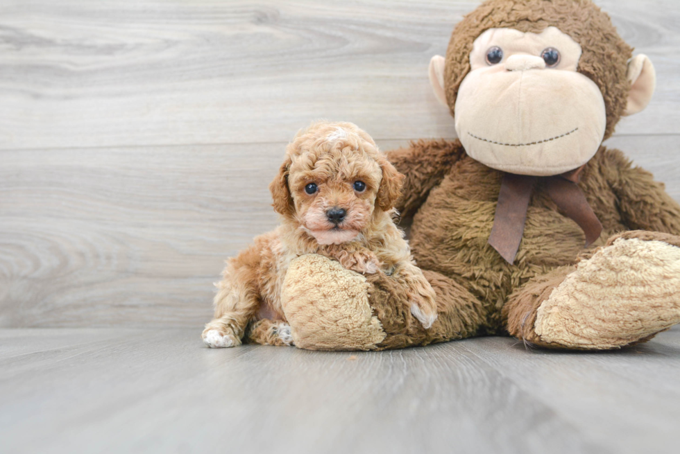 Poodle Pup Being Cute