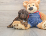7 week old Poodle Puppy For Sale - Premier Pups