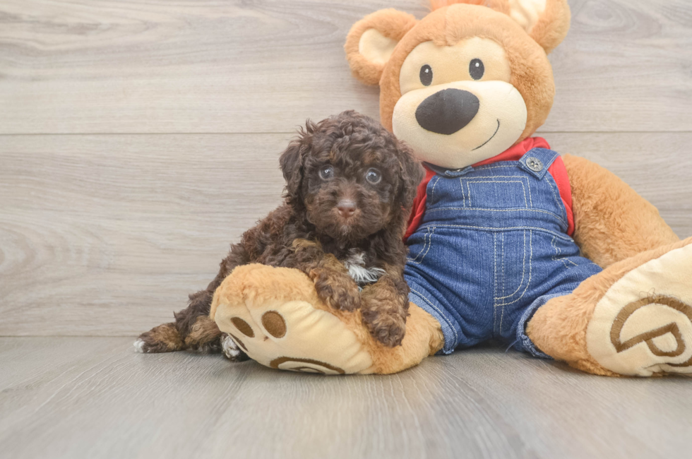 5 week old Poodle Puppy For Sale - Premier Pups