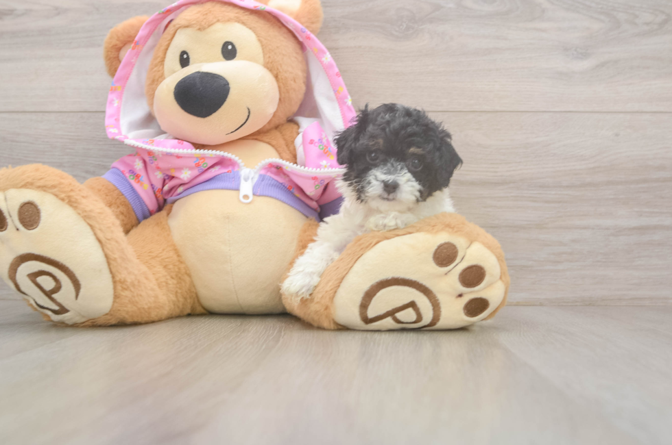 5 week old Poodle Puppy For Sale - Premier Pups