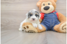Hypoallergenic Poodle Purebred Pup