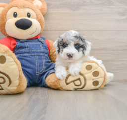 7 week old Poodle Puppy For Sale - Premier Pups
