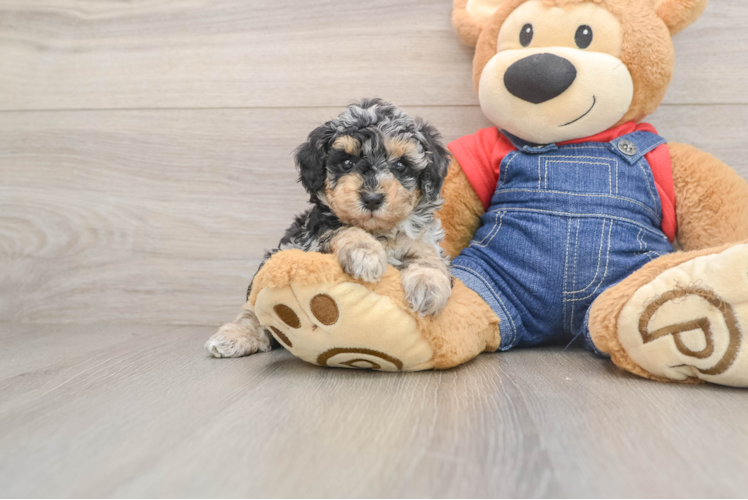 Poodle Pup Being Cute