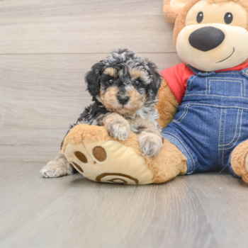 Poodle Pup Being Cute