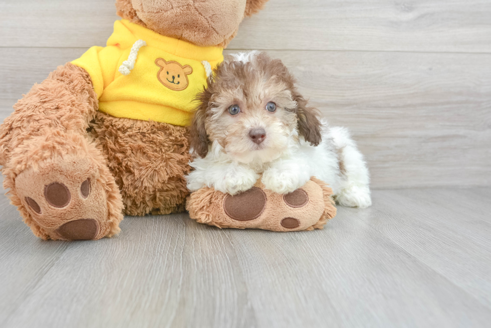 Friendly Poodle Baby