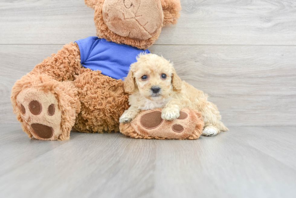 Poodle Puppy for Adoption