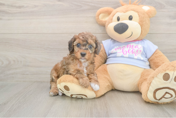 Poodle Puppy for Adoption