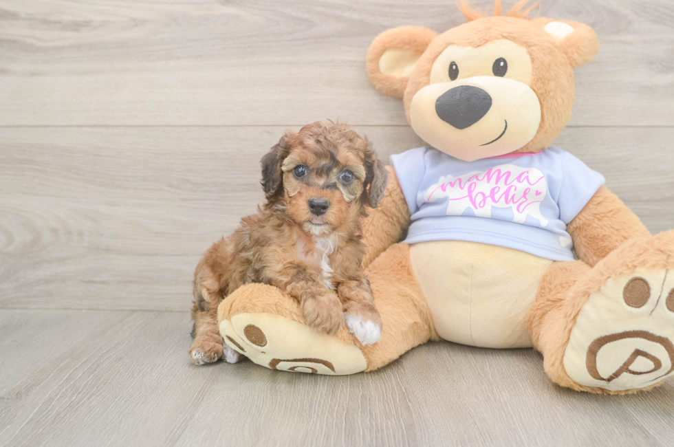 5 week old Poodle Puppy For Sale - Premier Pups