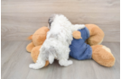 Best Poodle Baby