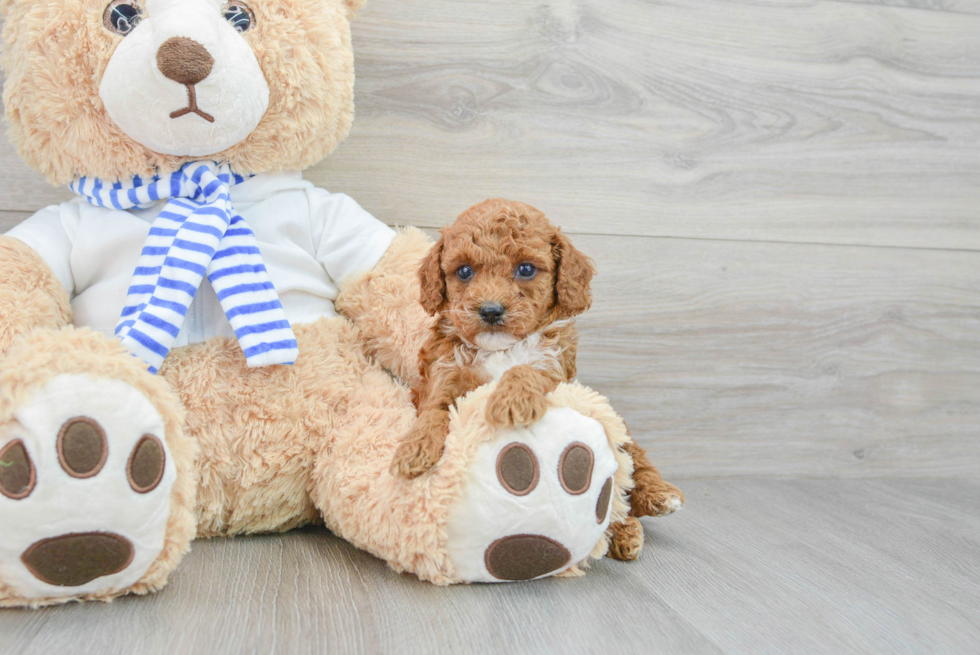 Playful Poodle Purebred Pup