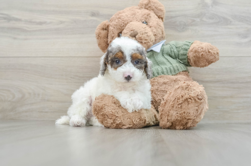 5 week old Poodle Puppy For Sale - Premier Pups