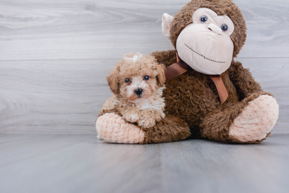 Fluffy Pudle Purebred Puppy