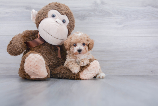 Poodle Pup Being Cute