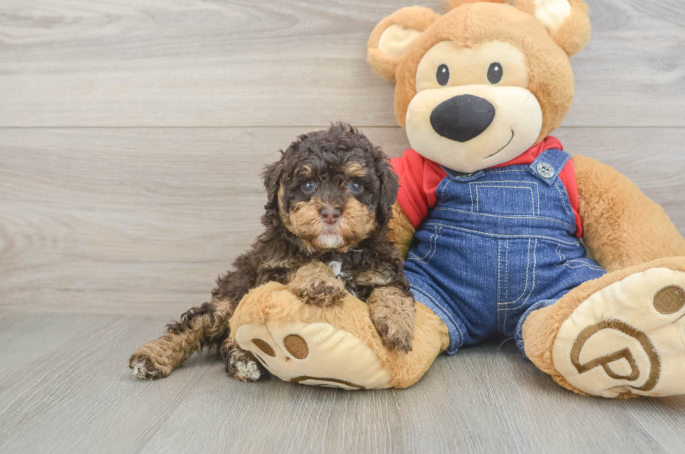5 week old Poodle Puppy For Sale - Premier Pups