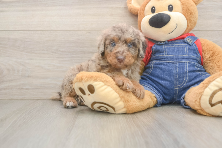 Best Poodle Baby