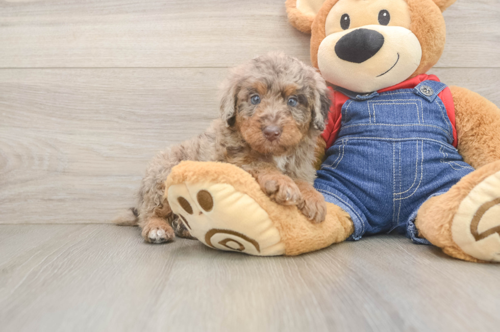 5 week old Poodle Puppy For Sale - Premier Pups