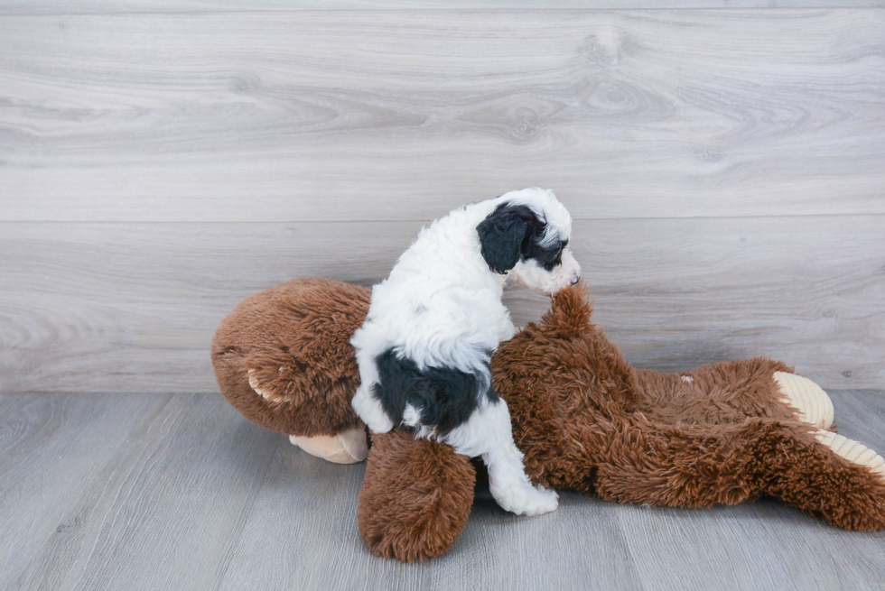 Playful Poodle Purebred Pup