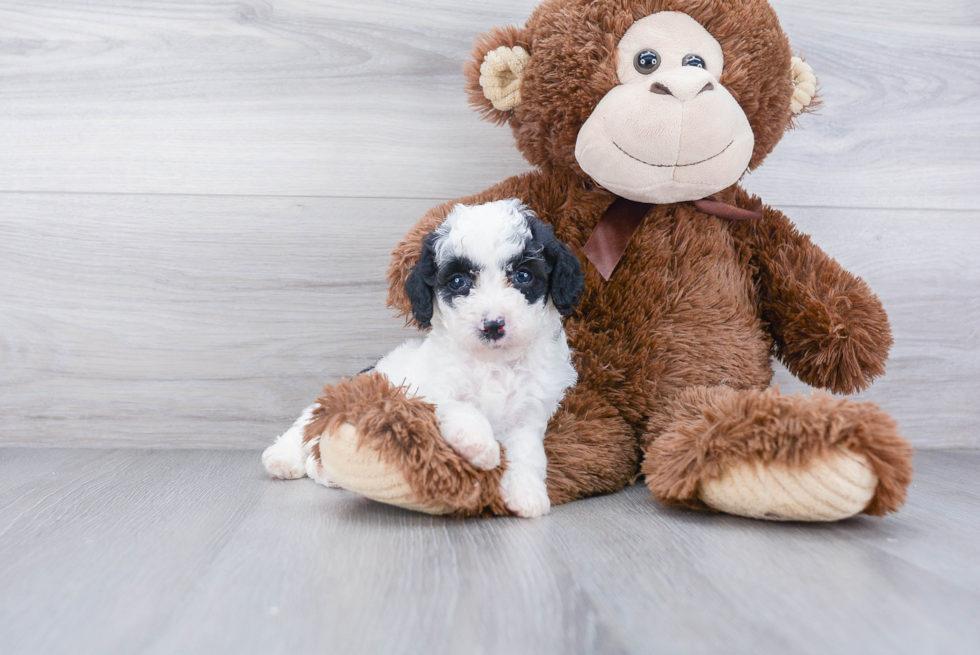 Sweet Pudle Purebred Puppy