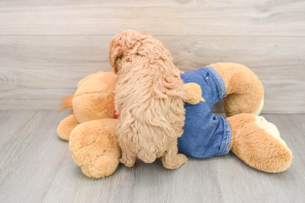 Poodle Pup Being Cute