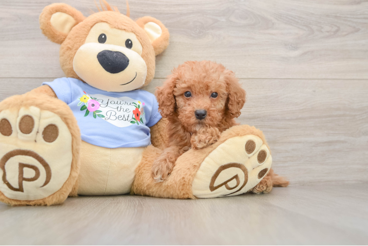 Funny Poodle Purebred Pup