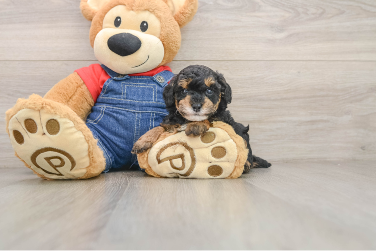 Popular Poodle Purebred Pup