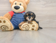 6 week old Poodle Puppy For Sale - Premier Pups