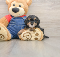 5 week old Poodle Puppy For Sale - Premier Pups