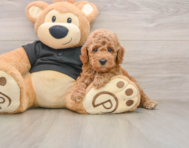 7 week old Poodle Puppy For Sale - Premier Pups