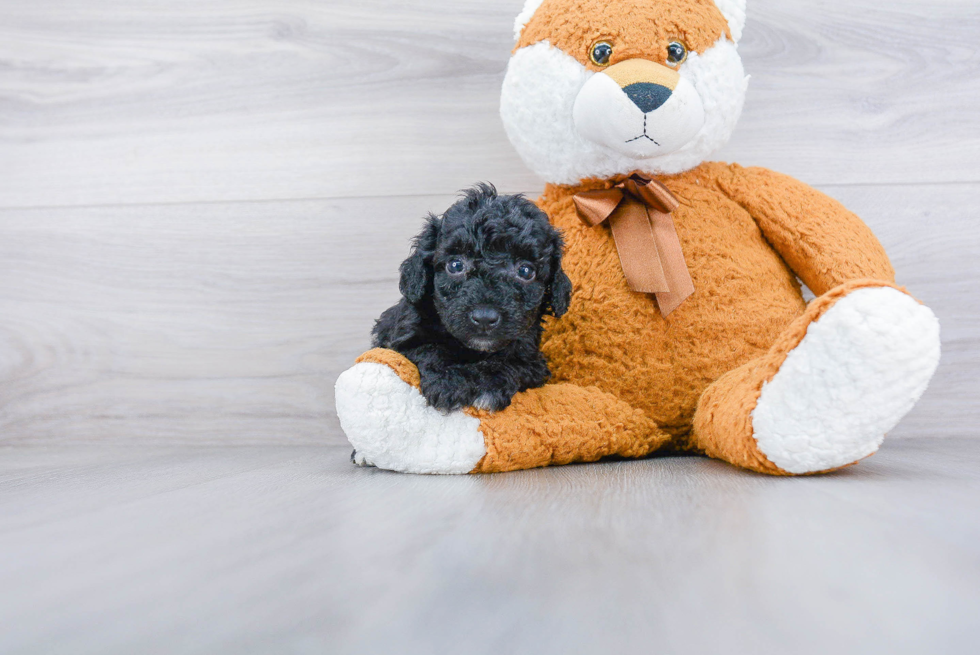 Poodle Pup Being Cute