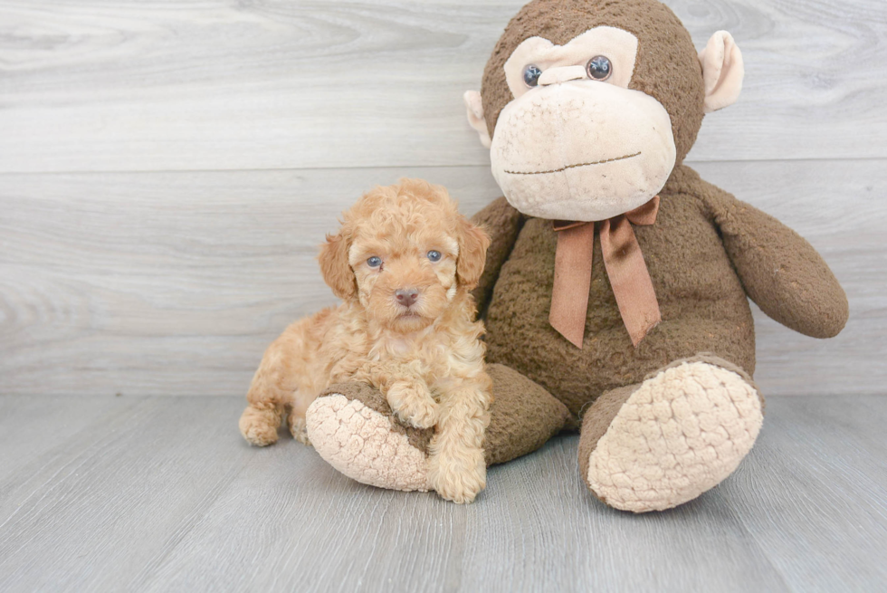 Popular Poodle Purebred Pup