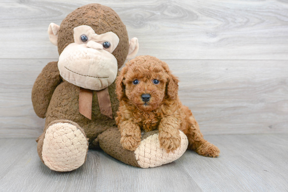 Small Poodle Purebred Pup