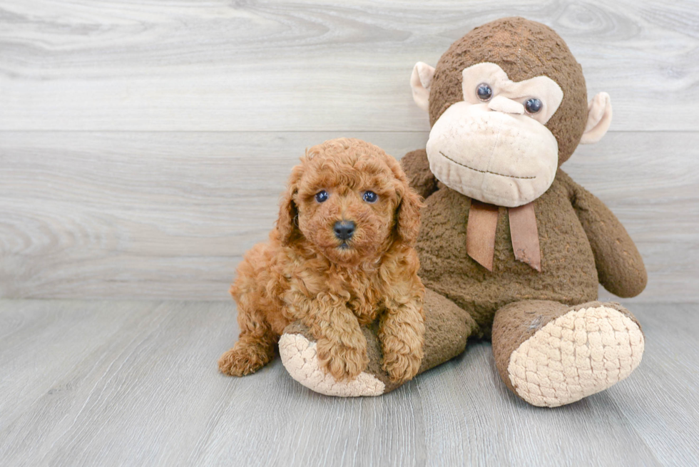 Hypoallergenic Poodle Purebred Pup