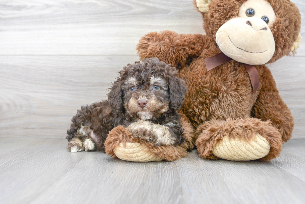 Petite Pudle Purebred Puppy